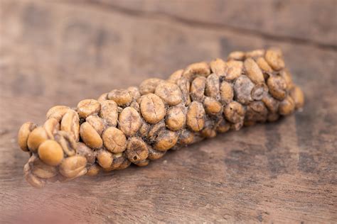 Kopi luwak .